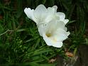 Freesia white